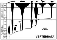 Traditional spindle diagram of the evolution of the vertebrates at class level.