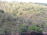 Aerial view of tropical deciduous trees