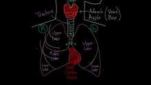 File:Meet the lungs.webm