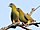 นกพิราบเขียวเท้าเหลือง (Treron phoenicoptera) ภาพถ่ายโดย Shantanu Kuveskar.jpg