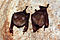 Commerson's leaf-nosed bats hipposideros commersoni.jpg
