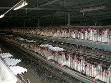 Two rows of cages in a dark barn with many white chickens in each cage