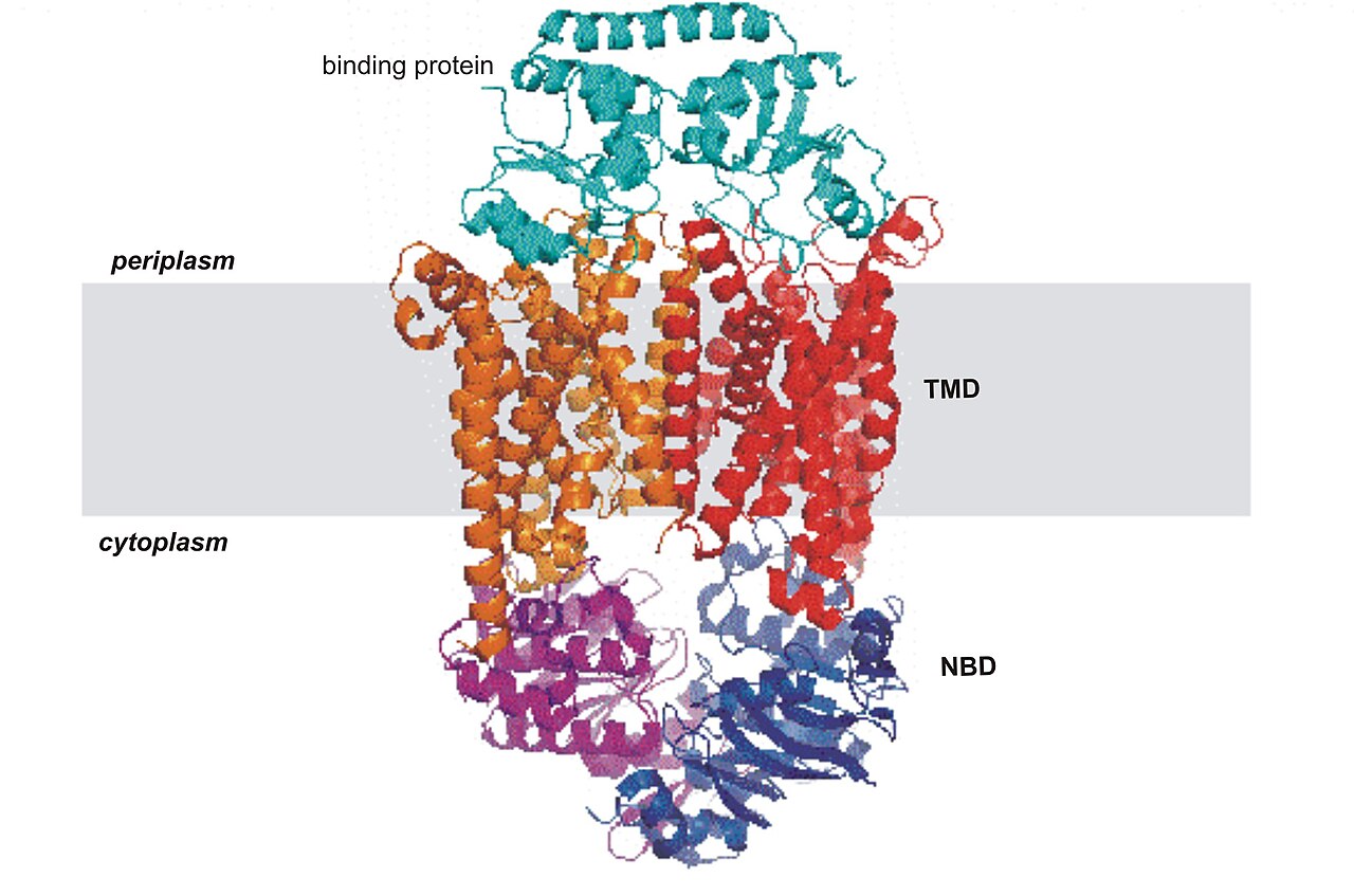 مكونة تنطوي الأبعاد البروتينات ثنائية سلاسل تراكيب تنطوي سلاسل
