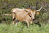 Texas Longhorn cow.jpg