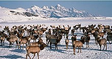 Photograph of an elk herd in winter