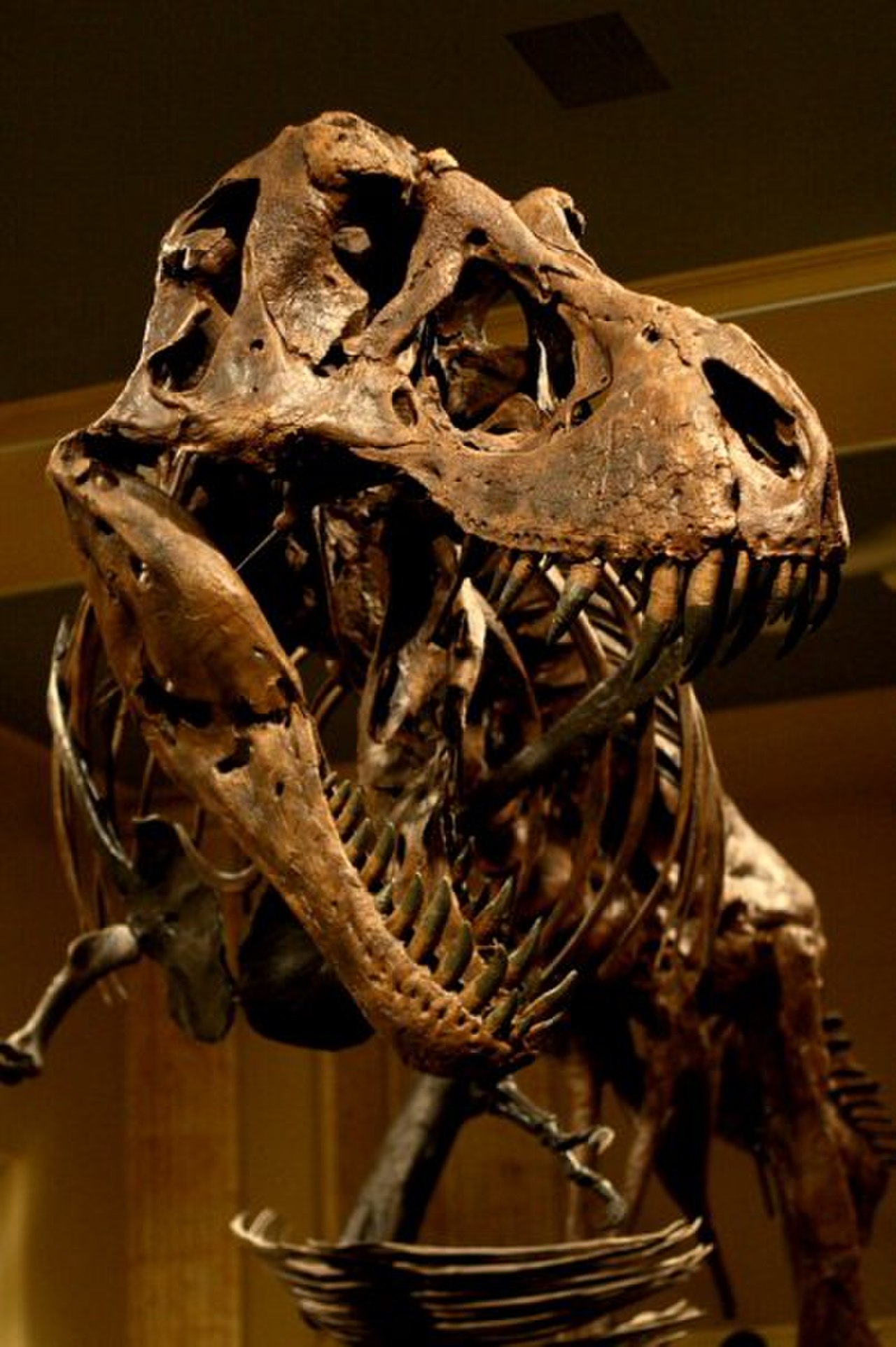 الديناصورات متحف هل الديناصورات