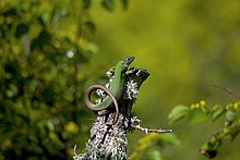 A Lacerta viridis, or European green lizard, on a tree stump in the Ropotamo reserve