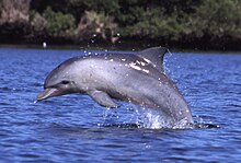 Profile photo of dolphin breaching