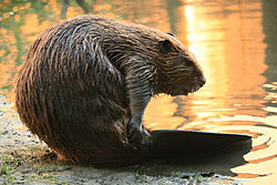 An image of a California golden beaver.