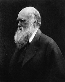 Three quarter length portrait of sixty-year-old man, balding, with white hair and long white bushy beard, with heavy eyebrows shading his eyes looking thoughtfully into the distance, wearing a wide lapelled jacket.