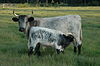 Florida Cracker cow and calf.JPG