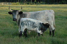 Florida Cracker วัวและลูกวัว JPG