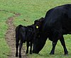 Kerry cow and calf in Killarney National Park.jpg