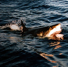 Photo of great white on surface with open jaws revealing meal.