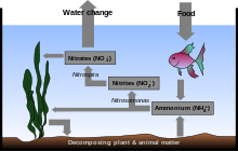 Drawing showing cross-section of the ocean. The bottom is labeled "Decomposing plant & animal matter". An arrow points from seaweed to the bottom. Another arrow points to a rectangle labeled Ammonium (NH+ 4). A two-headed arrow is labeled Nitrosomonas and points back to the seaweed and also to another rectangle labeled Nitrites (NO− 2). Another arrow labeled Nitrospira points to another rectangle labeled Nitrates (NO− 3). Another arrow points back to the seaweed. Another arrow points to the air above the ocean surface and is labeled Water change. Another arrow, labeled Food points from the air to a fish below the surface. A final arrow points to the rectangle labeled Ammonium (NH+ 4).