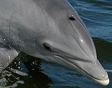 Photo of dolphin above surface