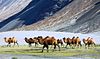 Bactrian Camels of Cold Desert of Ladakh