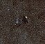 The star cluster NGC 6520 and the strangely shaped dark cloud Barnard 86.jpg