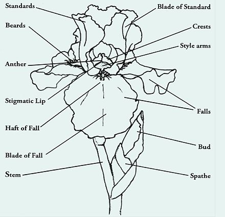 Iris (planta) DescripciónyTaxonomía