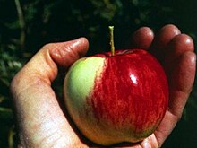 color photograph of a hand holding a red apple