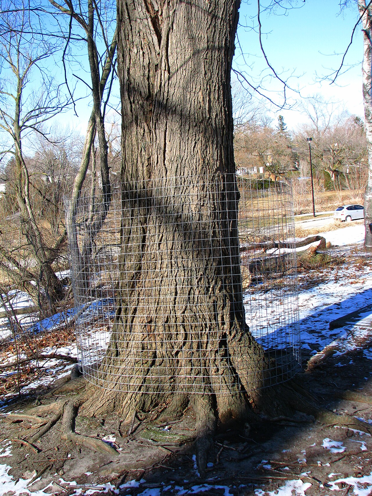 جذع الشجره يعتبر نظام بيئي