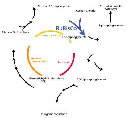 Calvin cycle background.svg