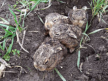 Photograph of newborn hares