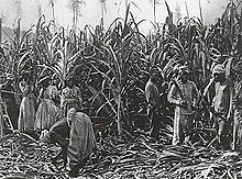 Black-and-white photograph of sugarcane standing in field