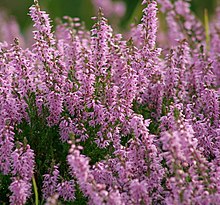 purple heather in meadow showing flower spikes