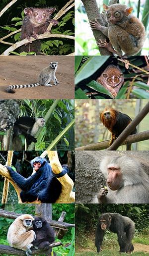 Primates - algunas familias.jpg
