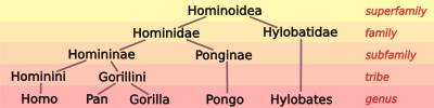 Hominoid taxonomy 5.svg