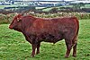Red Devon bull.jpg