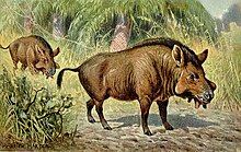Two large boar-like creatures graze.