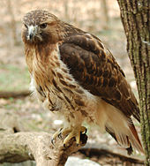 Red-tailed hawk perched on a branch looking to its left