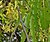 Ashoka (Polyalthia longifolia) flowers W IMG 7050.jpg