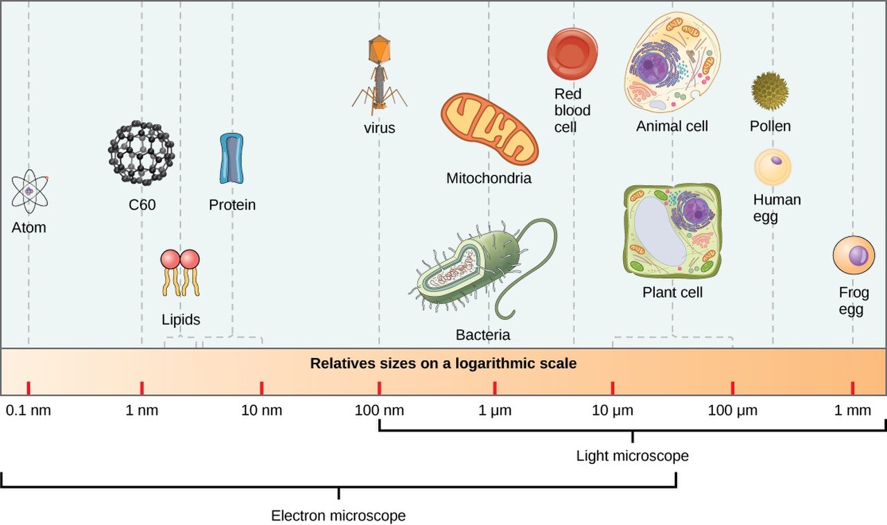 الفطريات المجهرية 5-من المخلوقات الدقيقة الحية 5