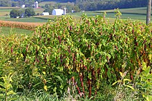 พุ่มไม้ Pokeweed ใน Northumberland County, Pennsylvania.JPG