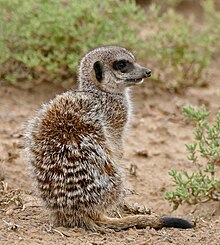 Meerkat (Suricata suricatta) (32993685706).jpg