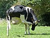 Prim'Holstein qui se gratte 03.jpg