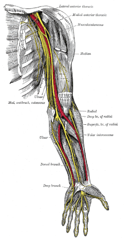 เส้นประสาทของแขนส่วนบนด้านซ้าย gif