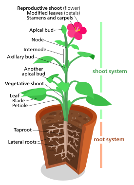 A diagram of a "typical" eudicot, the most common type of plant (three-fifths of all plant species).[179] No plant actually looks exactly like this though.