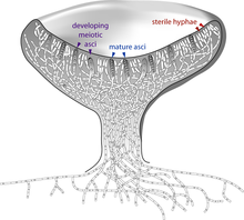 Cross-section of a cup-shaped structure showing locations of developing meiotic asci (upper edge of cup, left side, arrows pointing to two gray cells containing four and two small circles), sterile hyphae (upper edge of cup, right side, arrows pointing to white cells with a single small circle in them), and mature asci (upper edge of cup, pointing to two gray cells with eight small circles in them)
