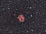 Cocoon-Nebula.jpg