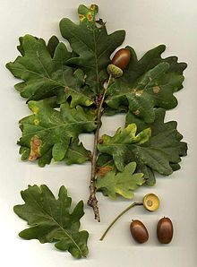 Quercus robur.jpg
