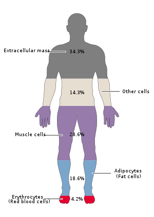 Cells of the human body by mass.svg
