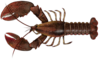 Clawed lobster