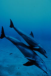 Photo of juvenile diving just above its mother's dorsal fin
