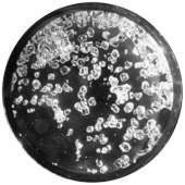 Black-and-white photo showing transparent crystals in a dish