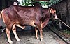 A grown Red Chittagong bull in Bangladesh.jpg