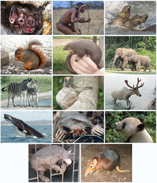 Diversidad de mamíferos (Placentalia) .png